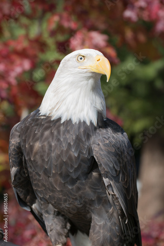 American Bald Eagle  Haliaeetus leucocephalus 