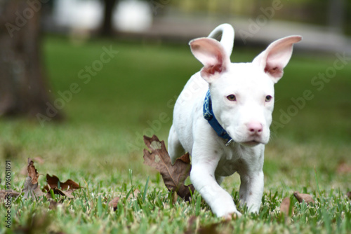 Puppy running thru leaves