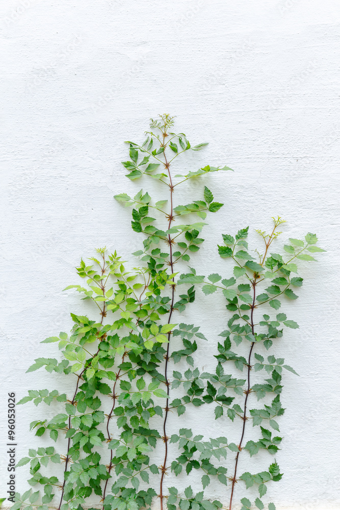 growing plant against white wall