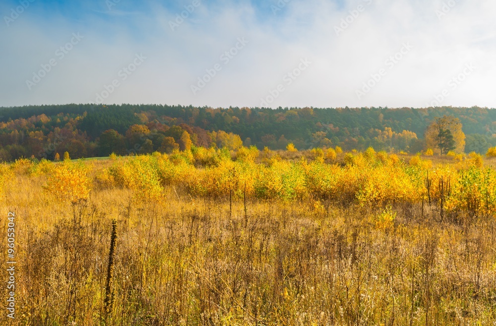 Beautiful autumnal landscape with grassland and trees