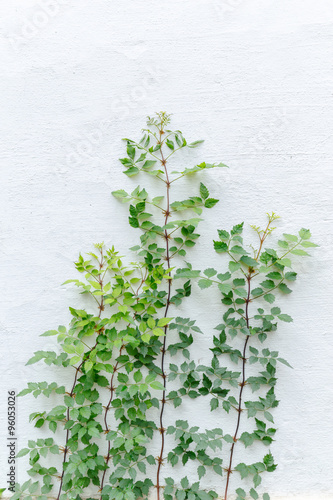 growing plant against white wall © zhu difeng