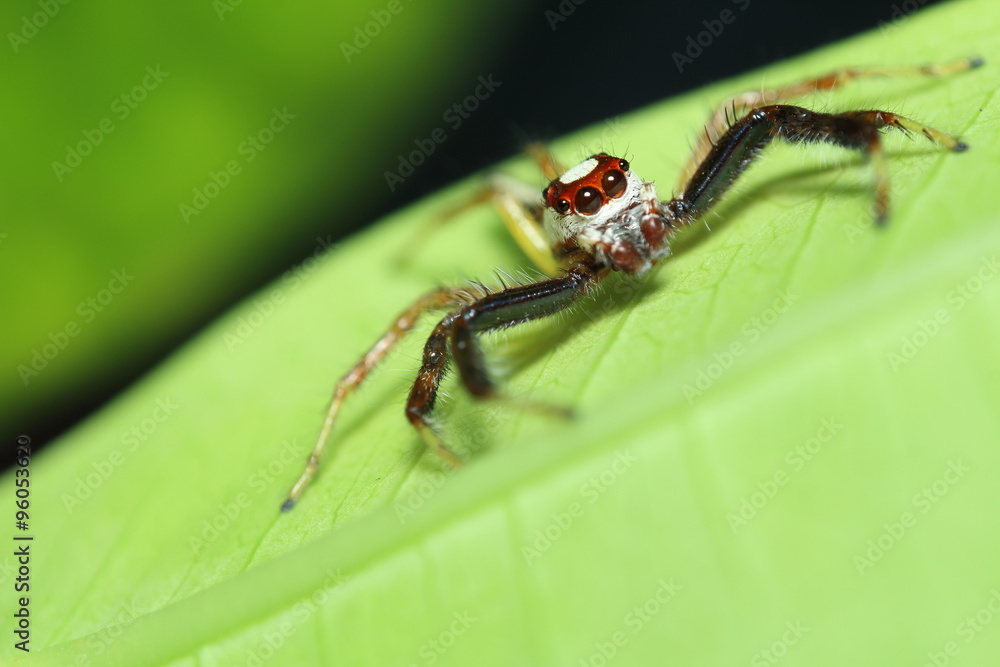 Small jump spider in rain forest Small jump spider in rain forest