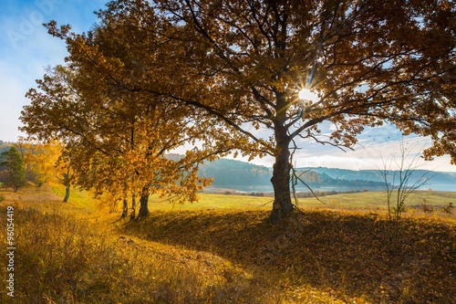 Beautiful autumnal landscape with grassland and trees