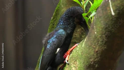 Green Wood Hoopoe (Phoeniculus purpureus), is a large, up to 44 cm long, near-passerine tropical bird native to Africa. Bird sitting on a branch. photo