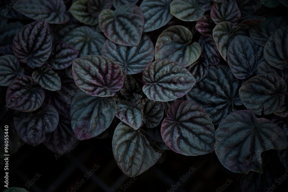 Unusual Beautiful Dark black leaves texture for background add color filter Unusual Beautiful Dark black leaves texture for background add color filter