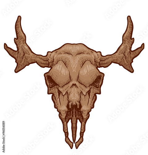 Vector Drawing animal's skull, moose. Cartoon image of drawing beige moose's skull with horns on white background.