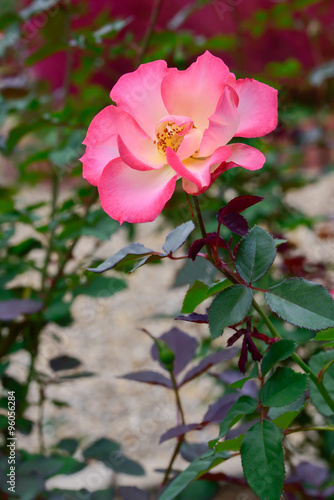 Pink Rose  