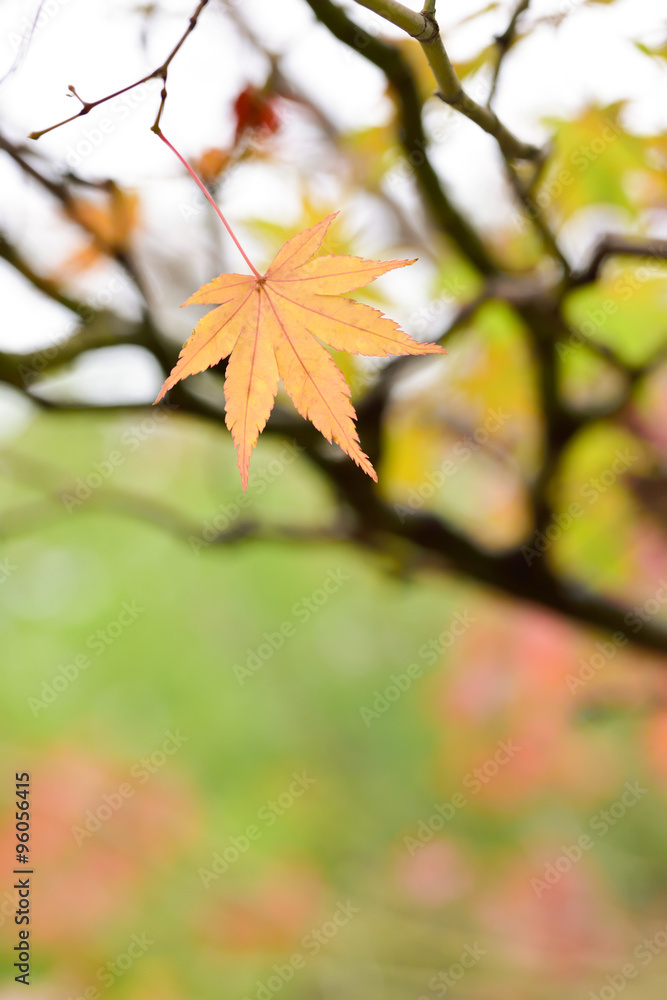 Obraz premium Autumn leaves 