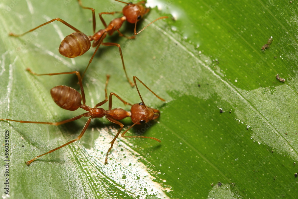 Ant working Ant working