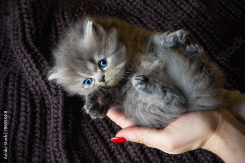 Mani di donna che sorreggono un piccolo gattino persiano  grigio con occhi azzurri photo