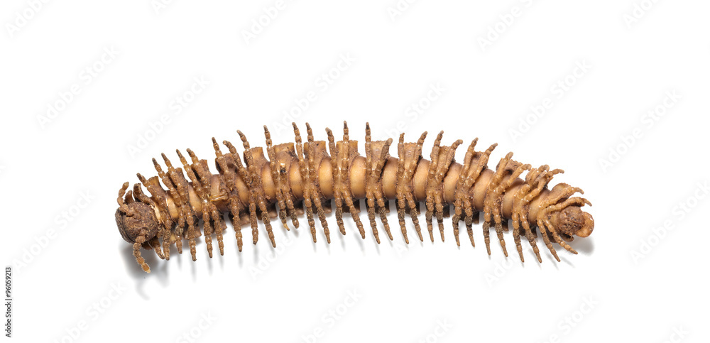 Polydesmidae millipede on white background Polydesmidae millipede on white background