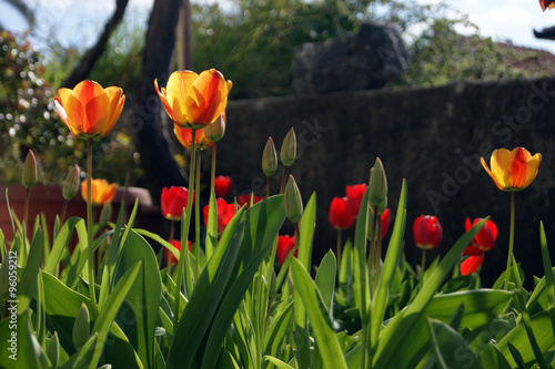 Canvastavla Tulips