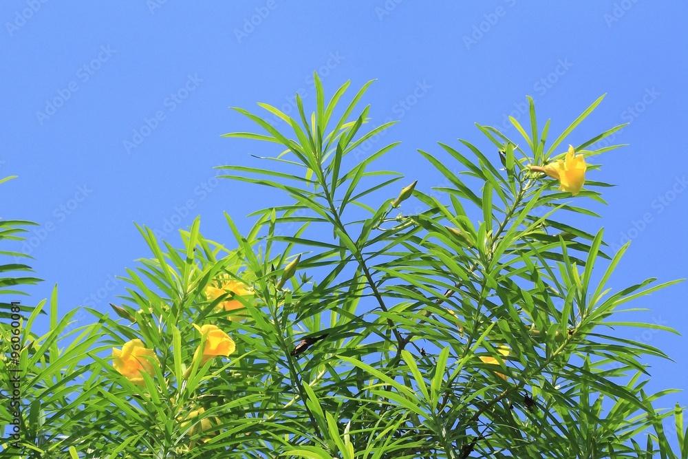 Yellow Campanilla or Lucky Nut Yellow Campanilla or Lucky Nut