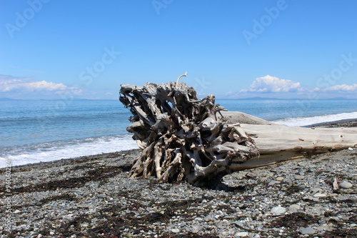 Driftwood - Dungeness Spit - Washington State, USA 