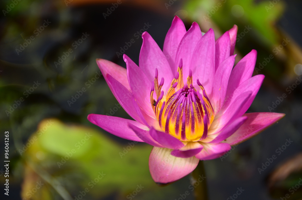 lotus flowers color water nature pink background plant garden lotus flowers color water nature pink background plant garden