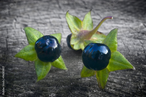 Bilde på lerret Deadly Nightshade (Atropa belladonna), berries
