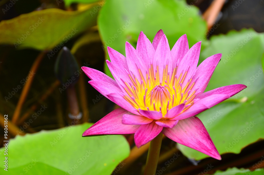 lotus flowers color water nature pink background plant garden lotus flowers color water nature pink background plant garden