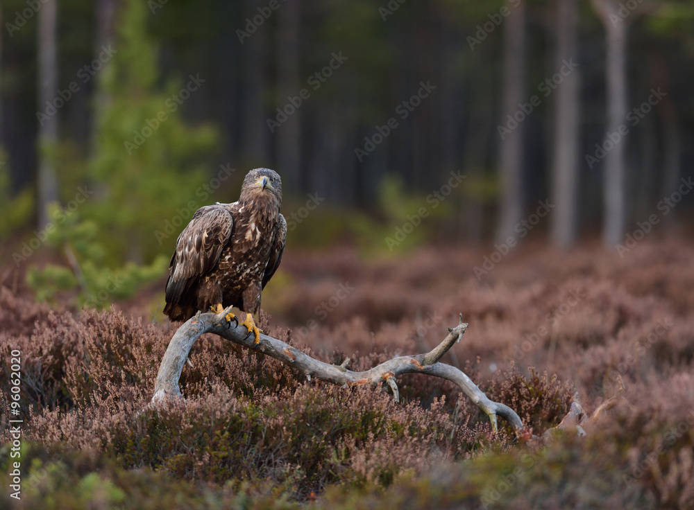 Obraz premium Eagle on a branch