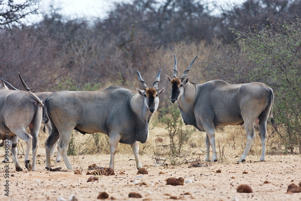 Eland, Taurotragus oryx, at the waterhole Bwabwata, Namibia Eland, Taurotragus oryx, at the waterhole Bwabwata, Namibia