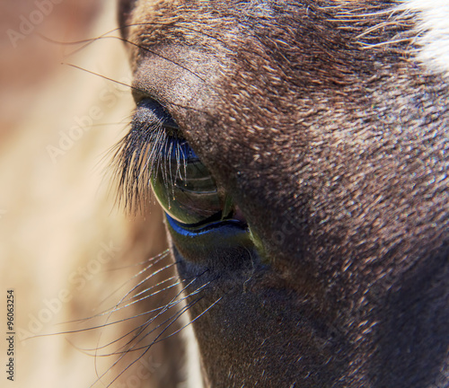 horse eye with eyelashes #96063254