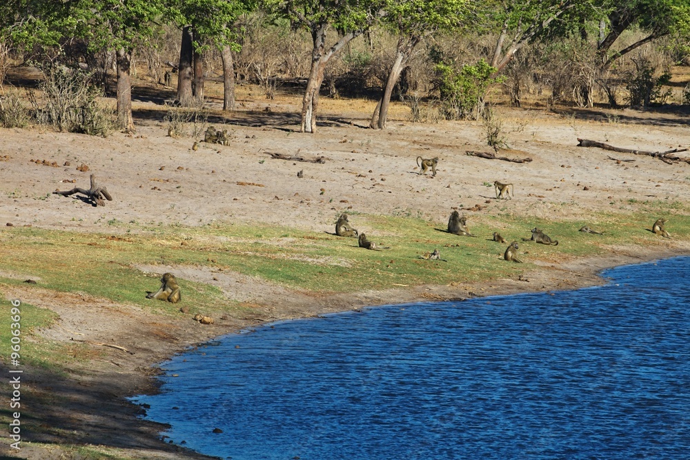 goroup baboon in the marsh habitat, Bwabwata National Park, Namibia goroup baboon in the marsh habitat, Bwabwata National Park, Namibia