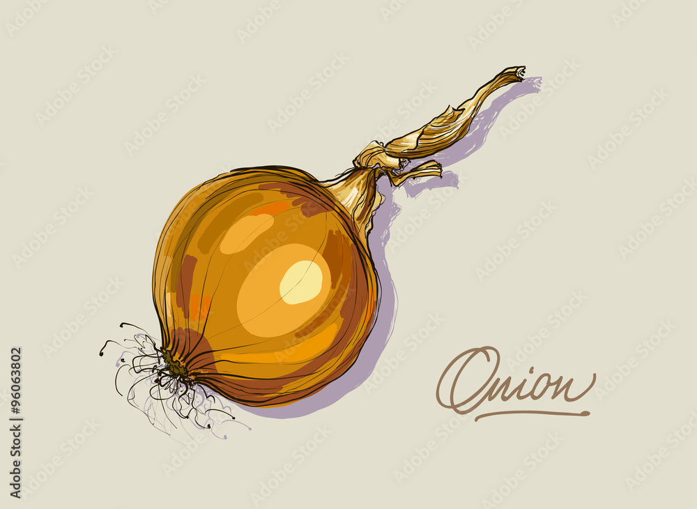 vector hand drawing realistic collections  onions