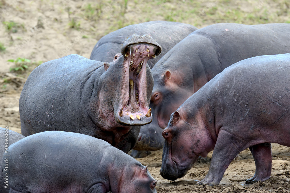 Hippo family (Hippopotamus amphibius) Hippo family (Hippopotamus amphibius)