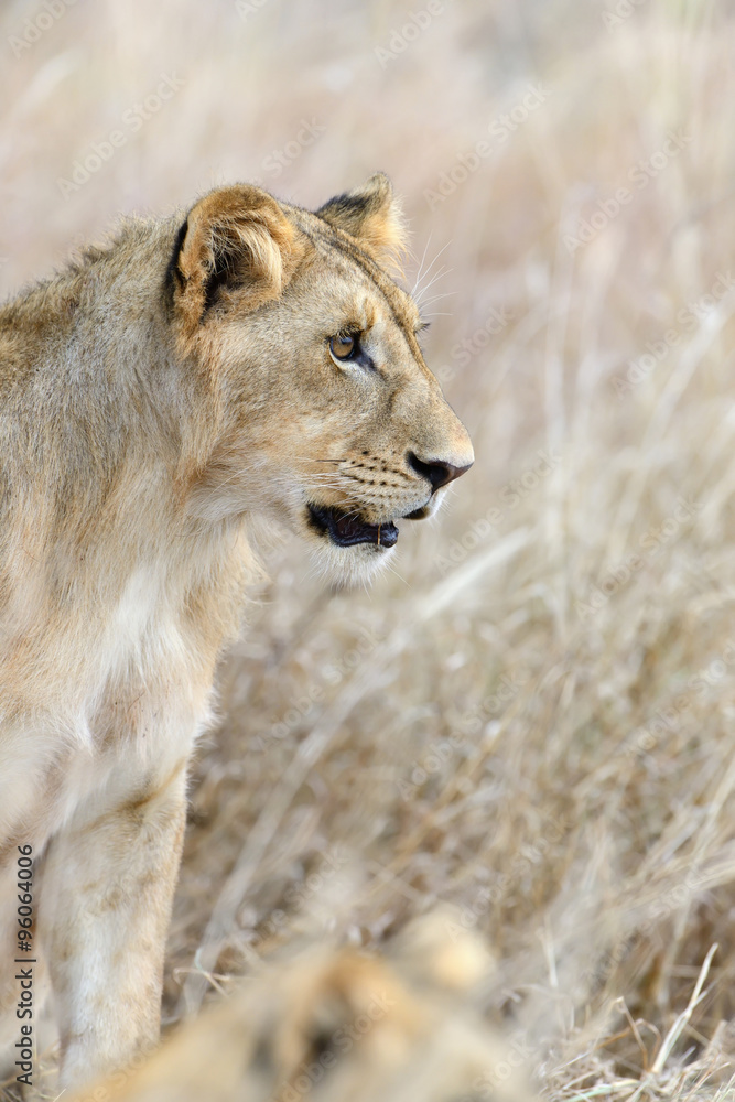 Lion in National park of Kenya, Africa Lion in National park of Kenya, Africa