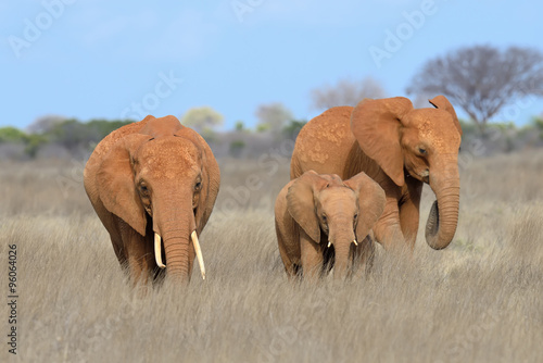 Elephant in National park of Kenya #96064026