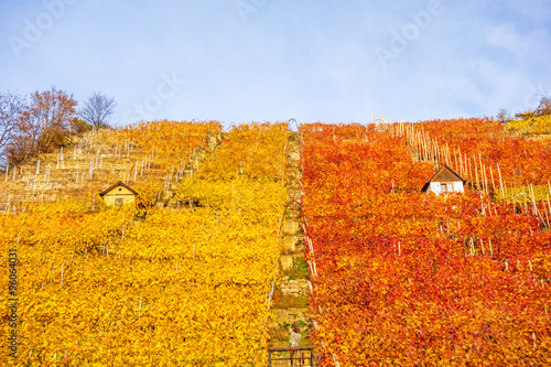 Vineyard in autumn photo