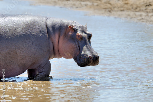 Hippo family. Kenya  Africa