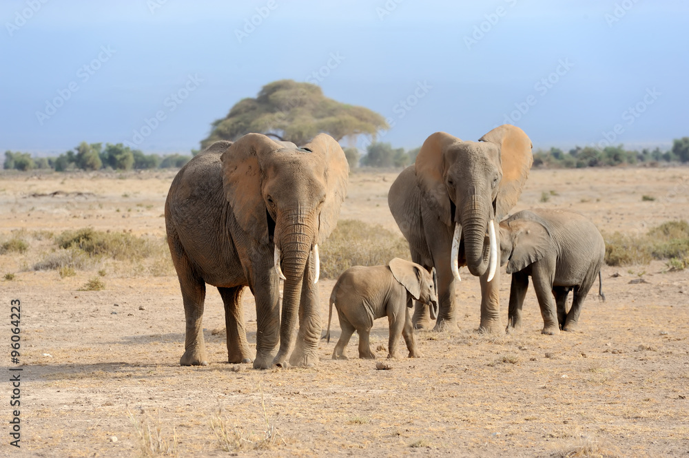 Fototapeta premium Elephant in National park of Kenya