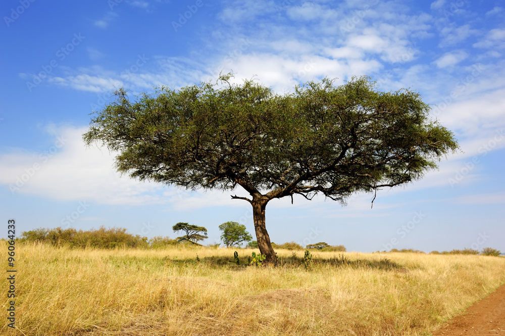 Landscape with tree in Africa