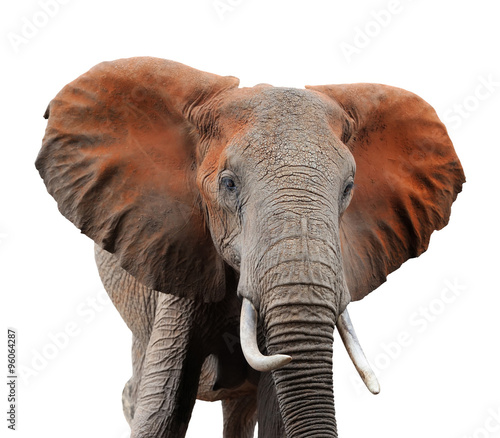 Old african elephant
