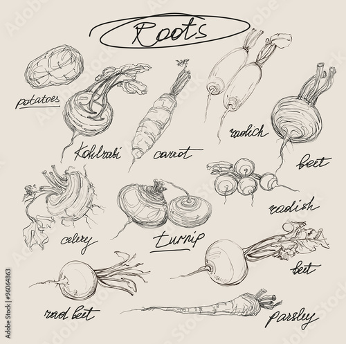 vector hand drawing set of roots