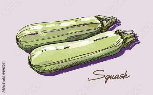 Vector hand drawing realistic juicy zucchini