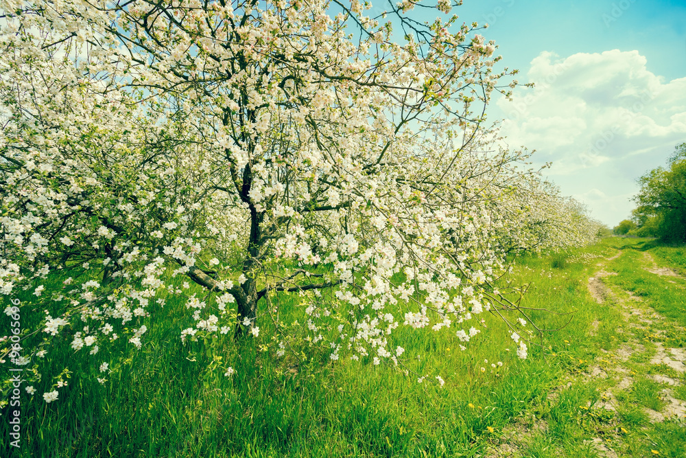 Obraz premium Blossoming apple orchard