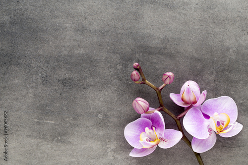 Fototapeta Naklejka Na Ścianę i Meble -  Beautiful pink orchid on a gray background.