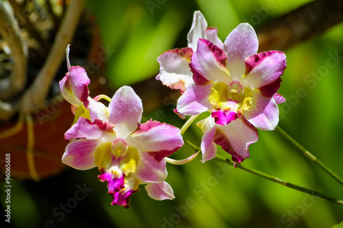 Beautiful orchids from the Caribbean coast  Venezuela