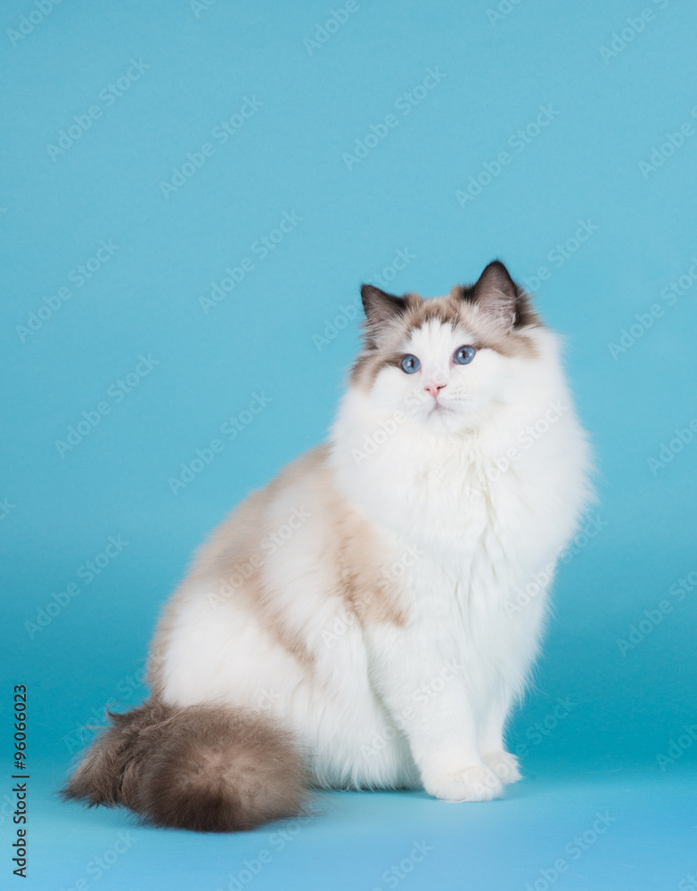 Sitting rag doll cat with blue eyes on a blue background