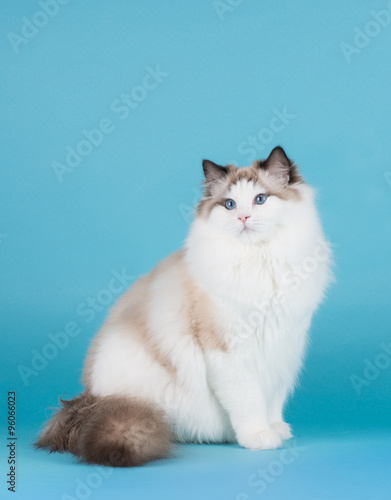 Fototapeta Naklejka Na Ścianę i Meble -  Sitting rag doll cat with blue eyes on a blue background