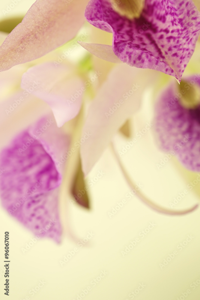 purple orchid in soft and blur style for background

