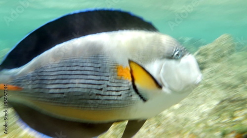 Sohal Surgeonfish On The Coral Reef photo