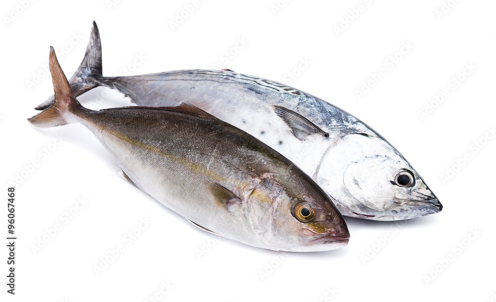 Raw fish, Bonito and Yellowtail, isolated on white Raw fish, Bonito and Yellowtail, isolated on white