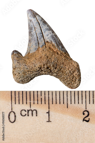Petrified prehistoric shark tooth. Macro. Tertiary period of the Cenozoic era. Isolated on white photo