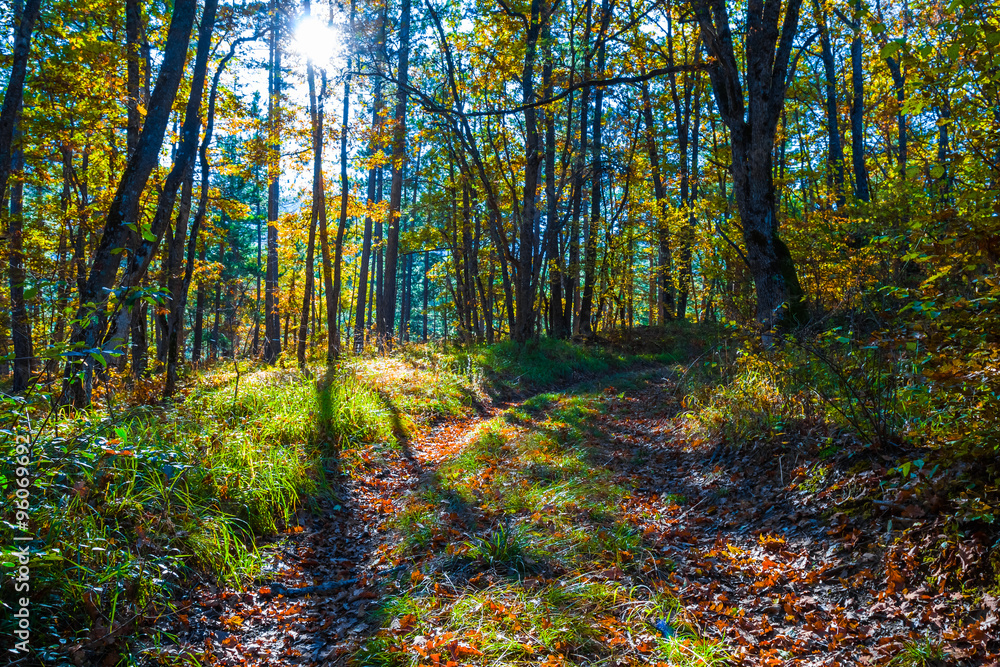 beautiful autumn forest in a rays of sun