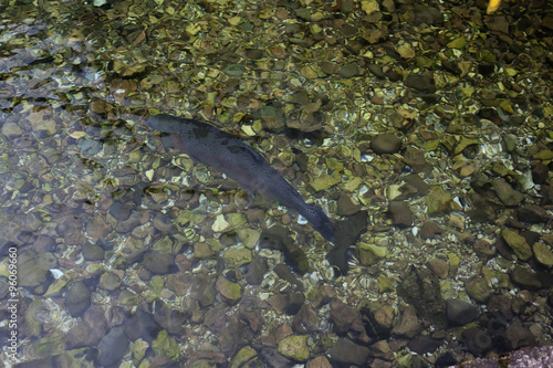 Trout in a river 01