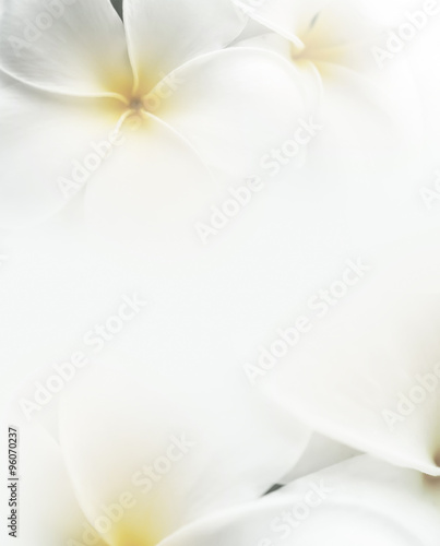 frangipani (plumeria) and sweet flowers in soft color and blur style for background
