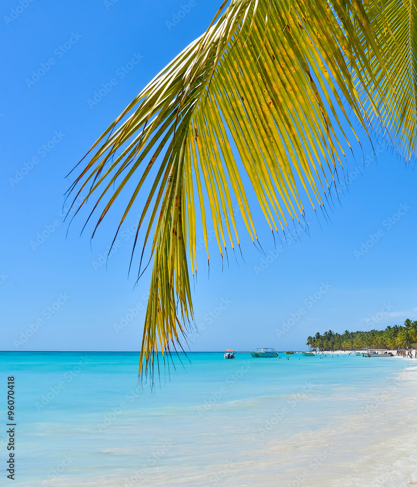 Palm Leaves on Tropical Island.