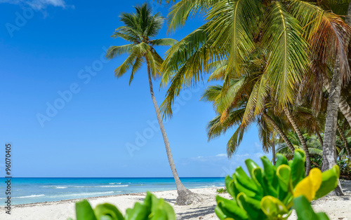 Sandy Beach with Coconut Palm Trees.